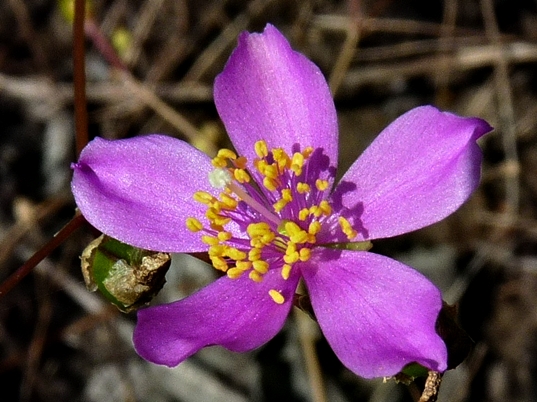 {Phemeranthus mengesii}